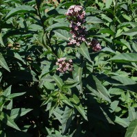 Cestrum × cultum Francey